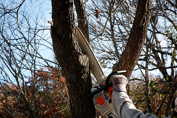 Best Hazardous Tree Removal  in Ballston Spa, NY