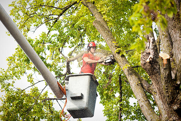 Best Hedge Trimming  in Ballston Spa, NY